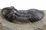 Paralejurus Trilobite With Reedops - Atchana, Morocco #300610-3